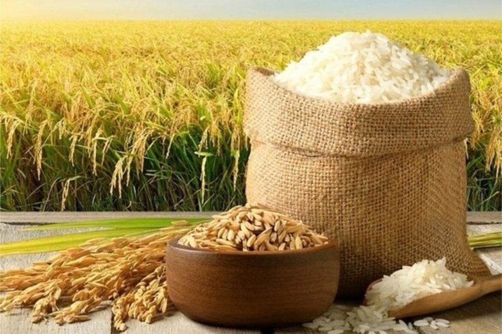 Giá lúa gạo hôm nay 8/7/2026: Đồng loạt tăng