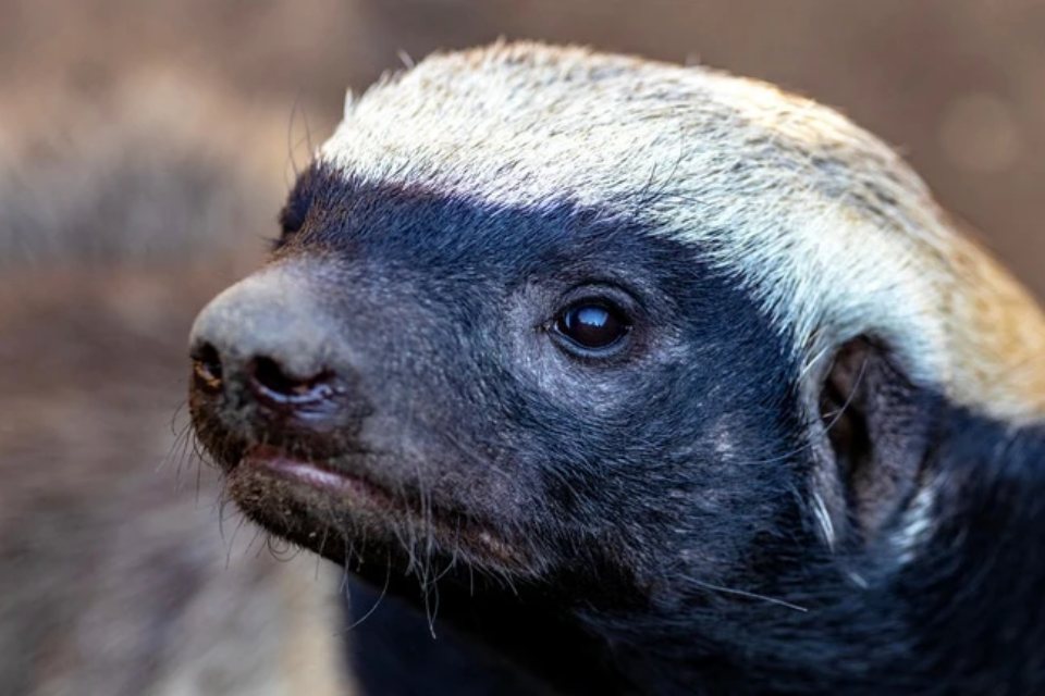 Loài được mệnh danh “trùm giang hồ” trong thế giới động vật: Nhỏ bé nhưng khiến cả sư tử cũng phải dè chừng