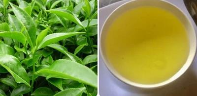 7 nhóm người không nên uống nước chè xanh