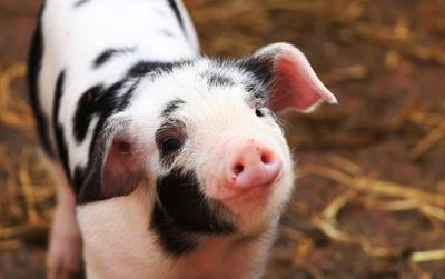 Giá heo hơi hôm nay 11/4/2024: Biến động trái chiều ở miền nam