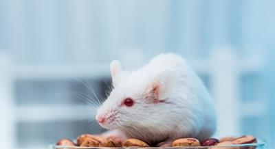 TOP 6 con giáp sẽ gặp nhiều vận may trong năm Giáp Thìn 2024