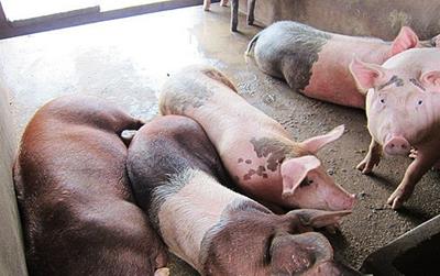 Giá heo hơi hôm nay (6/4): Tăng nhẹ ở miền Bắc