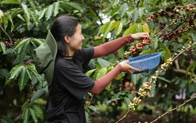 Giá cà phê hôm nay 11/5: Giá cà phê trong nước quay đầu giảm mạnh