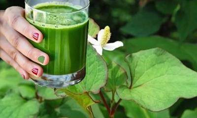 Bài thuốc từ rau diếp cá