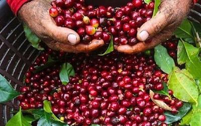 Giá cà phê hôm nay 4/6: Giảm nhẹ 1,000 đồng/kg