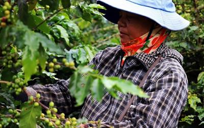 Giá cà phê hôm nay 13/4/2024: Giá cà phê trong nước tiếp tục lên đỉnh mới