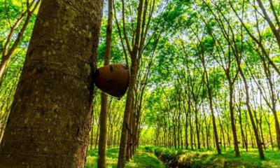 Giá cao su hôm nay 3/6/2025: Tiếp tục giảm sâu