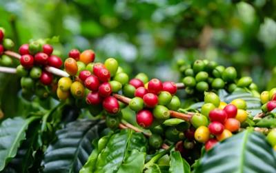 Giá cà phê hôm nay 6/2: Đồng loạt tăng mạnh
