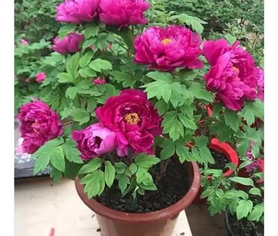 Top 6 loài hoa thu hút tài lộc, trồng trong nhà vừa đẹp vừa gặp may