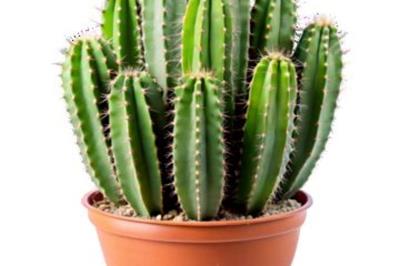 Cây xương rồng khổ nhất thế giới