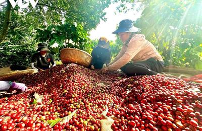 Giá cà phê hôm nay 19/3: Cà phê trong nước tiếp đà tăng