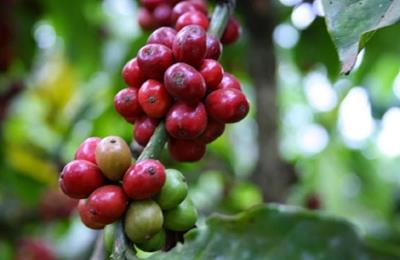 Giá cà phê hôm nay 21/3: Giá cà phê thế giới quay đầu giảm