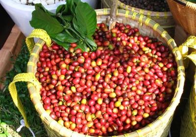 Giá cà phê hôm nay ngày 16/4/2025: Tiếp đà tăng mạnh