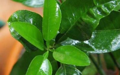 Lá bưởi có tác dụng gì?