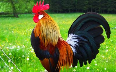 Xởi lởi Trời cởi ra cho: 4 tuổi thiện lương hưởng l.ộc, Tiền đẻ ra tiền cuối năm 2024