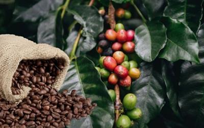 Giá cà phê hôm nay 27/4: Quay đầu giảm
