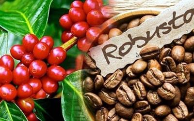 Giá cà phê hôm nay 20/4: Duy trì sự ổn định, Không có thay đổi