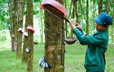 Giá cao su hôm nay 4/6/2025: Biến động trái chiều trên các sàn giao dịch