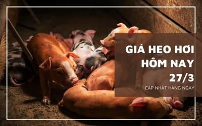 Giá heo hơi hôm nay 27/3/2024: Quay đầu giảm ở khu vực phía Bắc