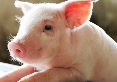 Giá heo hơi hôm nay 20/4/2024: Tăng nhẹ 1.000 đ/kg