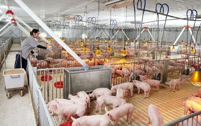 Giá heo hơi hôm nay 6/6: Tiếp đà ổn định