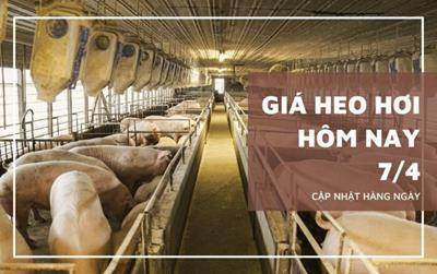 Giá heo hơi hôm nay 7/4/2024: sẽ tăng trong tuần tới?