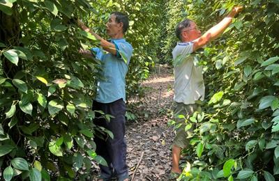 Giá tiêu hôm nay ngày 24/4/2025: Duy trì ở mức cao