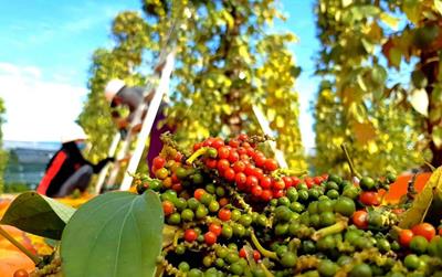 Giá tiêu hôm nay 20/4: Thị trường trong nước và thế giới duy trì ổn định