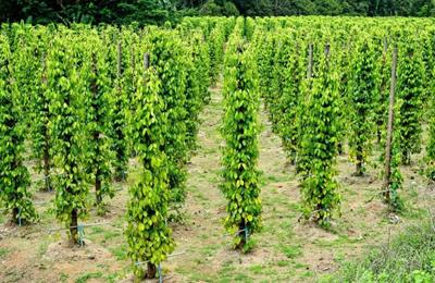 Giá tiêu hôm nay 28/3/2025: Duy trì ổn định, không thay đổi