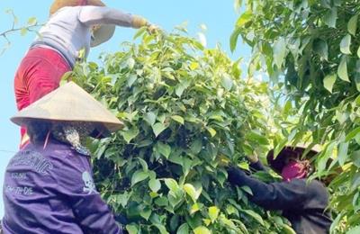 Giá tiêu hôm nay 27/3/2025: Tăng mạnh trở lại, nông dân kỳ vọng lên cao