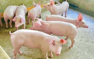 Giá heo hơi hôm nay 4/6: Miền Bắc tiếp đà tăng giá