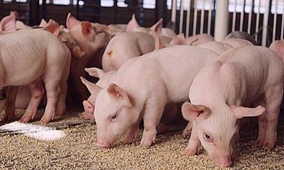 Giá heo hơi hôm nay 3/6: Miền Bắc tiếp tục tăng giá