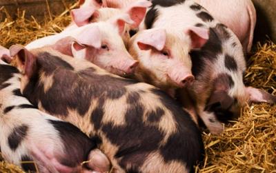 Giá heo hơi hôm nay 5/4/2024: Giao dịch quanh mốc 58.000 - 62.000 đồng/kg