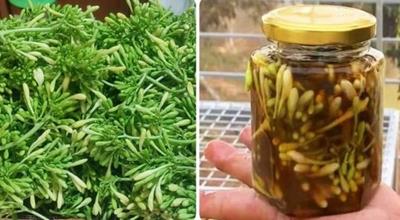 Hoa đu đủ đực tốt cho sức khoẻ nhưng 'đại kỵ' với 5 nhóm người này