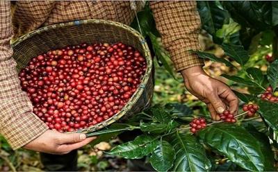 Giá cà phê hôm nay ngày 4/3/2024: Giá cà phê trong nước tăng, cán mốc 86.000 đồng/kg