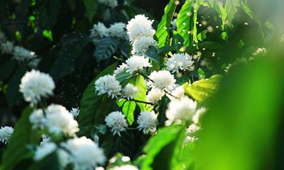 Mách bạn những điểm "săn" hoa cà phê ở Tây Nguyên