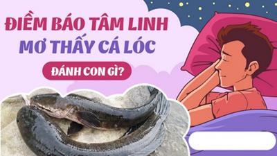 Mơ thấy cá lóc là điềm gì, hên hay xui, đánh số gì may mắn?