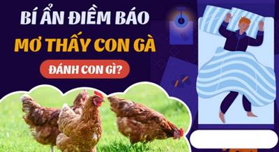 Nằm mơ thấy con gà báo hiệu điềm tốt hay xấu cho tương lai của bạn?
