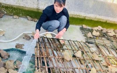 Nuôi loài nhìn sợ nhưng đẻ sòn sòn, chi phí thấp lợi nhuận cao: Người nông dân bỏ túi hàng trăm triệu đồng/tháng