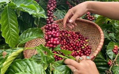 Giá cà phê hôm nay 7/12: Quay đầu Tăng mạnh