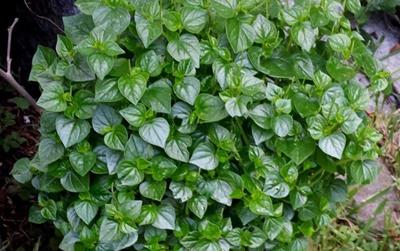 Nghề lạ ở Việt nam: Trồng cây mọc trên hàng rào, 45 ngày thu về tiền triệu