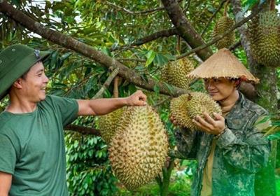 Vì sao giá sầu riêng sau Tết rẻ giật mình?