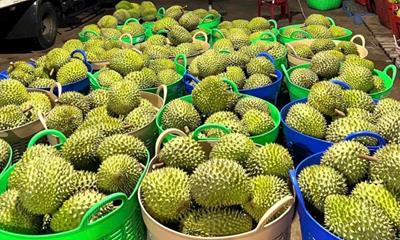 Giá sầu riêng hôm nay 5/6: Sầu riêng Musang King tăng mạnh