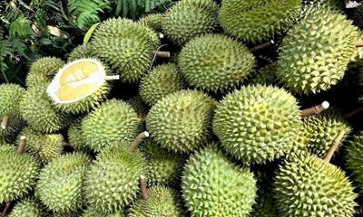 Giá sầu riêng hôm nay 3/6/2025: Tăng trở lại