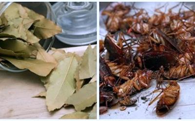 Bỏ túi 8 Mẹo diệt gián hiệu quả, đuổi gián chạy không dám quay lại