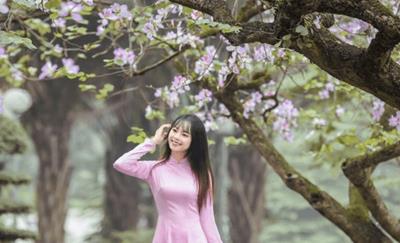 Top 5 Địa điểm dành cho giới trẻ check-in hoa ban đẹp nhất tại Thủ đô Hà Nội