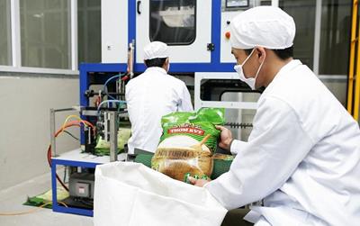 Xuất khẩu gạo sang khu vực Âu Mỹ tăng đột biến