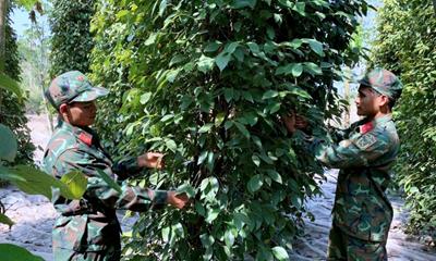 Giá tiêu hôm nay 21/7/2024: Tiếp tục giảm mạnh