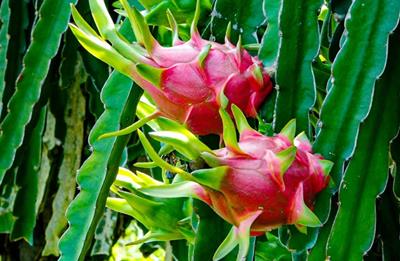 Giá thanh long Bình Thuận bất ngờ tăng cao